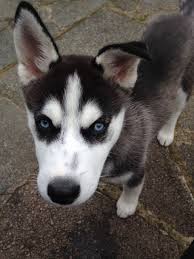 I brought it to my house, fed it and later the owner was found, they were. Siberian Husky For Temporary Adoption London South West London Pets4homes
