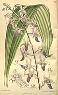 Image result for Eulophia hirschbergii
