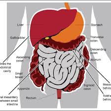 Locations Of Peritoneum Small Intestinal Mesentery Mesocolon And Download Scientific Diagram