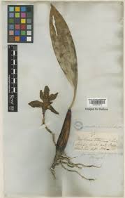 Image result for Pycreus cuanzensis