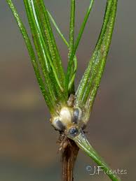 Image result for Isoetes welwitschii