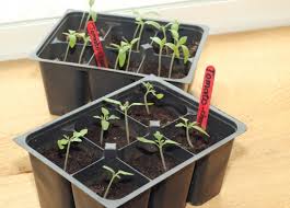 Es gib alte sorten um jedes jahr neue tomaten auspflanzen zu können, kann man aus den im garten angebauten. Tomaten Vorziehen Ab Auf Die Fensterbank Gemusegarten Und Krauter Garten