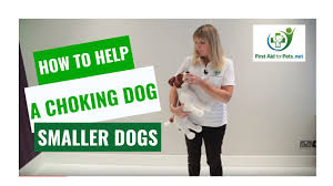 Hold your dog by the back paws and tip him up in a wheelbarrow pose. wrap your arms around his abdomen and use both hands to press hard five times below his ribs. How To Help A Choking Dog Smaller Dogs First Aid For Pets Youtube