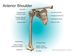 Three bones come together at the shoulder joint. Shoulder Anatomy