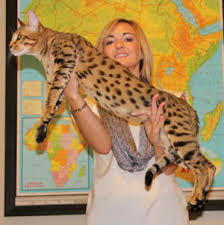 That is why after years in the automotive industry we launched exotic car trader. Exotic Felines For Sale Savannah Cat Breed