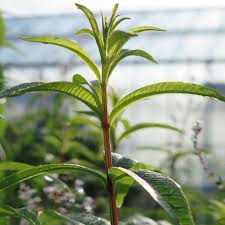 Image result for Aloysia citrodora