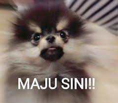 Muka jimin cem om om pedo coy, jadi wajar dong suga takut, suga kan luarnya badman tapi. 300 Ide More Humor Lucu Meme Lucu Lelucon Lucu