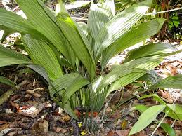 Image result for Curculigo latifolia