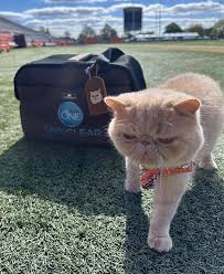 Meet the Pudge, the Mas-cat Taking Over College Football (Exclusive)