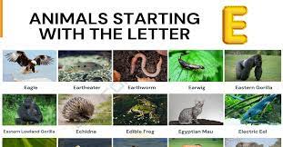 If you're looking for cute bunny names starting with the letters a through e, check out this list. Animals That Start With E 34 Animals Starting With E 7esl