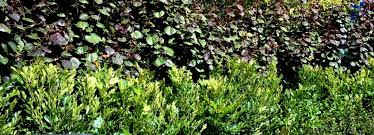Most important it the values of properly researching the best variety of the plant for your yard. Screening Plants Archives Lakeside Plants Nursery