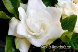 Indoor Gardenia Care Tips Gardenia Jasminoides Gardenia Care Growing Gardenias Gardenia Plant