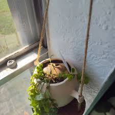 Image result for Lysimachia tenuicaulis