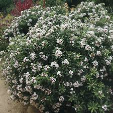 Eternal Fragrance Daphne Mom Dad S Plants Front Driveway Daphne Eternal Fragrance Daphne Plant Garden Shrubs