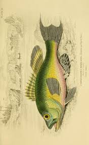 Black And Yellow Fish Drawing V 38 Ichthyology V 4 Fishes Of The Perch Family Ichthyology Biodiversity Heritage Library Fish Drawings Fish Illustration Fish Art