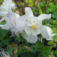 Akelei Aquilegia X Caerulea White Spring Magic Spring Magic White Springs Caerulea