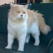 Kucing dengan bulu lebat ini merupakan favorit catlovers yang menyukai kelembutan bulu tebal si kucing. Kucing Persia Medium Harga Ciri Asli Dan Perawatan