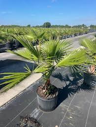 Image result for Washingtonia robusta
