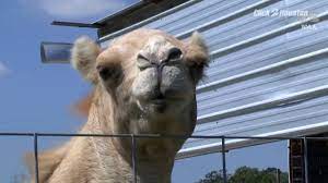 Camel tries to bite owner gets slapped. Woman Bites Camel S Testicles Youtube