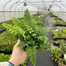 Image result for Dryopteris antarctica