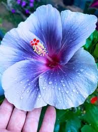 Image result for Hibiscus