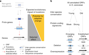 Our experienced technicians have been helping homes and businesses for 30 years. De Novo Emergence Of Adaptive Membrane Proteins From Thymine Rich Genomic Sequences Nature Communications