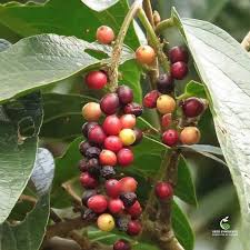 Image result for Antidesma