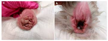 Image result for mold in the ear dog