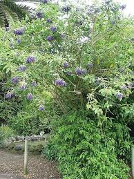 On aug 14, 2001, eltel from macclesfield, cheshire (zone 8a) wrote: Photo Of The Entire Plant Of Iochroma Iochroma Cyaneum Royal Blue Posted By Calif Sue Garden Org