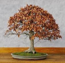 Bonsai Fagus Sylvatica Rotbuche Mit Winterlaub Bonsai Baum Blumen Pflanzen Bonsai