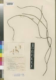 Image result for Ceropegia meyeri-johannis