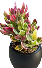 Image result for Monadenium