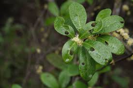 Image result for Embelia libeniana