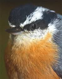 Birds Of The Same Feather Flock Together Essay An Irruption Of One Red Breasted Nuthatch Sitta Canadensis Nuthatch World Birds Pet Birds