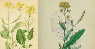 Image result for Brassica rapa