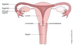 Livmoren — et imponerende organ. Livmorhalsbetennelse Nhi No