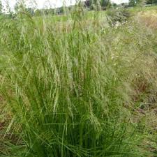 Cut back cool season grasses in very early spring. Deschampsia Cespitosa Tautrager Ziergras Pflanzen Kaufen Online Matelma Com