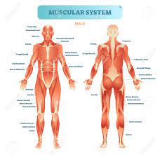 Muscles make up about 40% of total body weight. Male Muscular System Full Anatomical Body Diagram With Muscle Royalty Free Cliparts Vectors And Stock Illustration Image 100867245