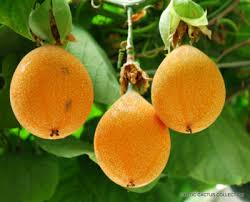 Image result for Passiflora ligularis