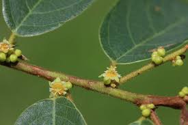 Image result for Bridelia