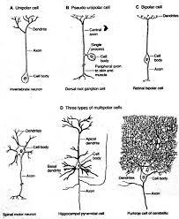 Unipolar Neurons Have One Process Extending From The Cell Body To Form Central And Peripheral Processes Neurons Science Cells Human Anatomy And Physiology