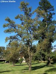 Image result for Ulmaceae