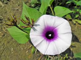 Pastikan jangan kambus atau tutup permukaan ubi keledek yang dipotong dengan tanah. Cara Menanam Ubi Jalar Berkebun Hidup