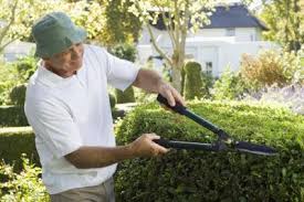 Japanese privet is often used as a hedge, where it can help create a private backyard oasis! When To Plant A Privet Hedge After Shipping
