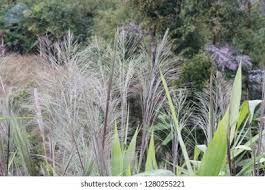 Image result for Phragmites karka