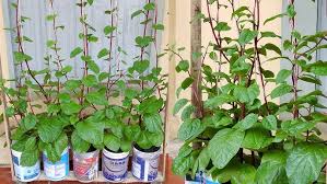 Image result for Basella paniculata
