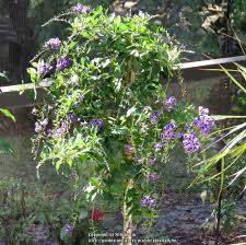 Free 20 day free trial download. Photo Of The Entire Plant Of Golden Dew Drop Duranta Erecta Sapphire Showers Posted By Plantladylin Garden Org