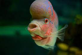 Maybe you would like to learn more about one of these? 6 242 Fish Big Head Photos Free Royalty Free Stock Photos From Dreamstime