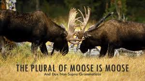 See moose in the oxford advanced american dictionary. The Plural Of Moose Is Moose Youtube