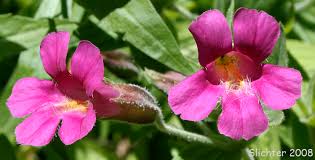 Image result for Mimulus gracilis
